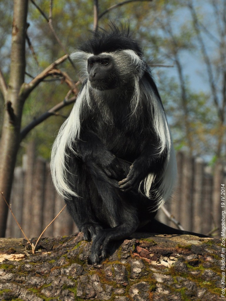 Peters Angola-Guereza (Colobus angolensis palliatus) im Zoo Magdeburg.