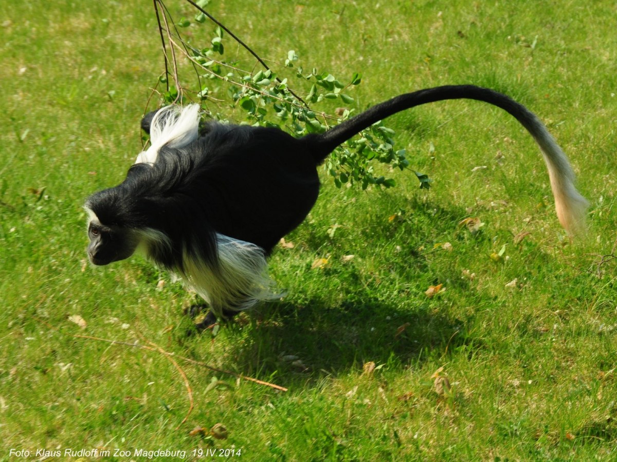 Peters Angola-Guereza (Colobus angolensis palliatus) im Zoo Magdeburg.