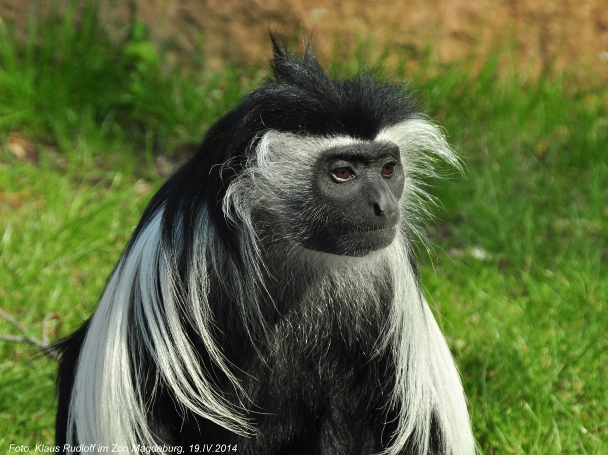 Peters Angola-Guereza (Colobus angolensis palliatus) im Zoo Magdeburg.