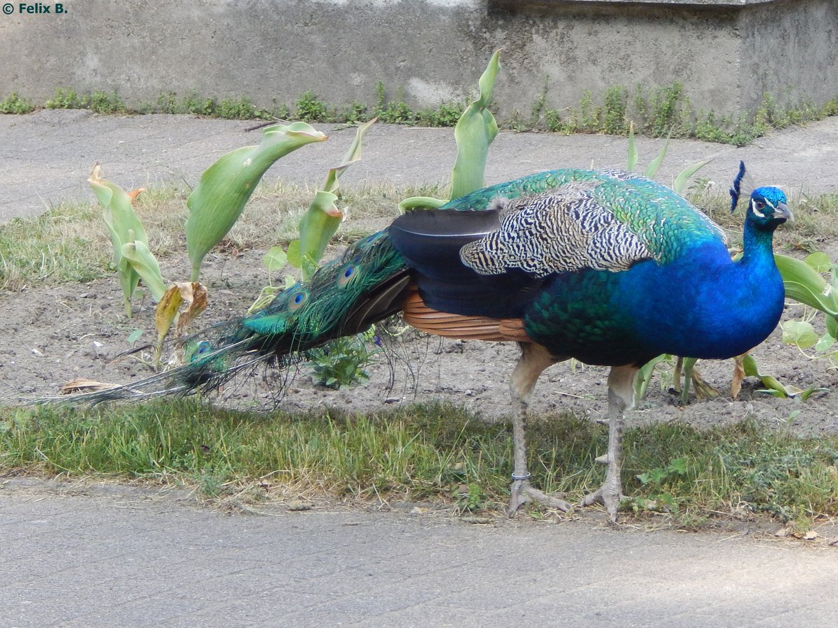 Pfau im Rostocker Zoo am 02.06.2016