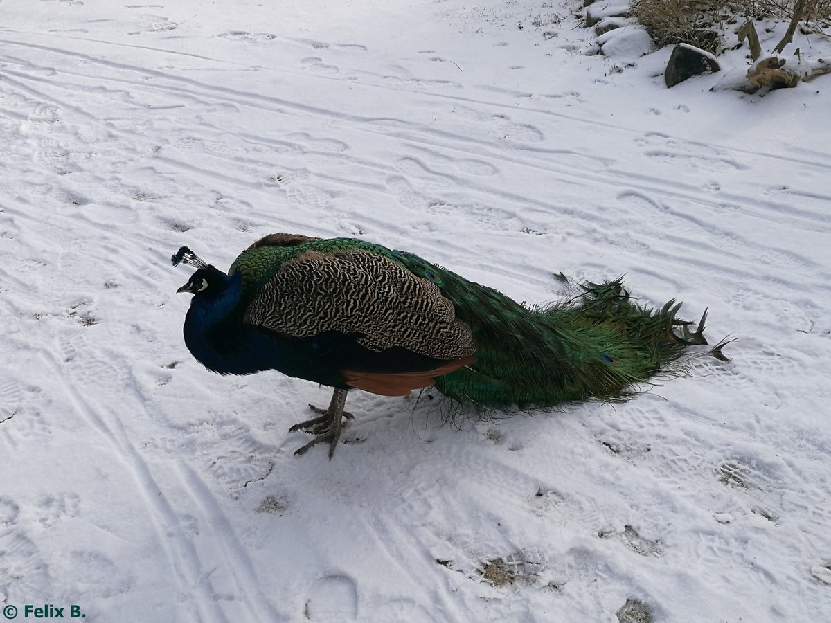 Pfau im Tierpark Greifswald am 08.01.2017