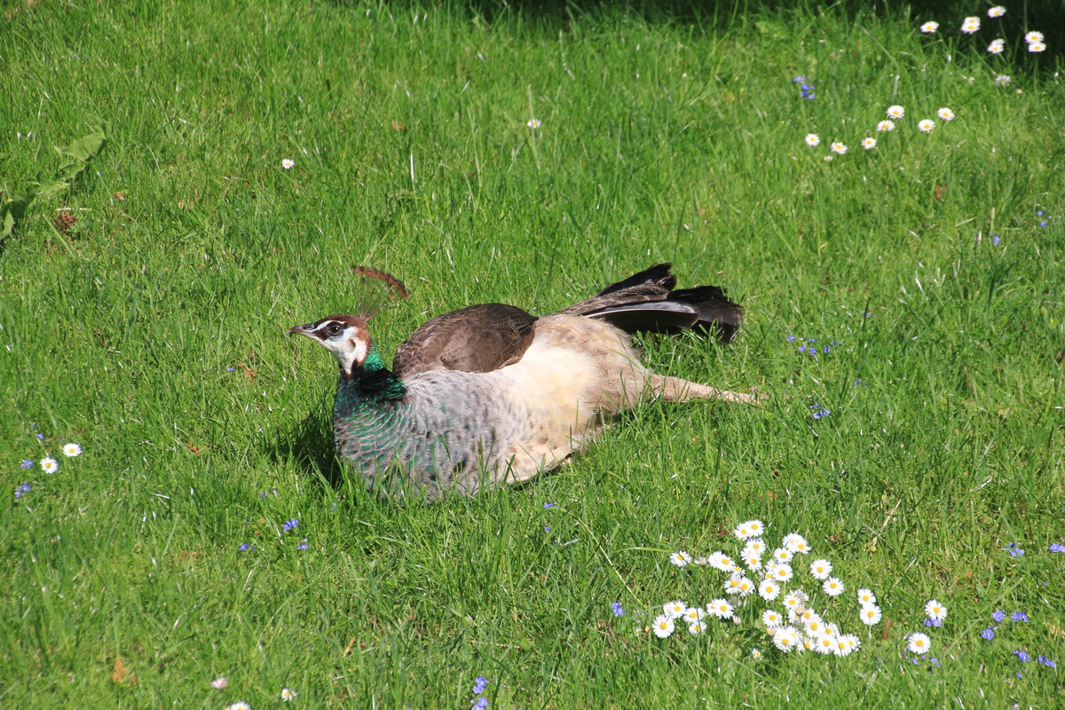 Pfauendame whrend beim Ausruhen zwischen Gras und Gnseblmchen am 01.05.2019 in der Stuttgarter Wilhelma.  