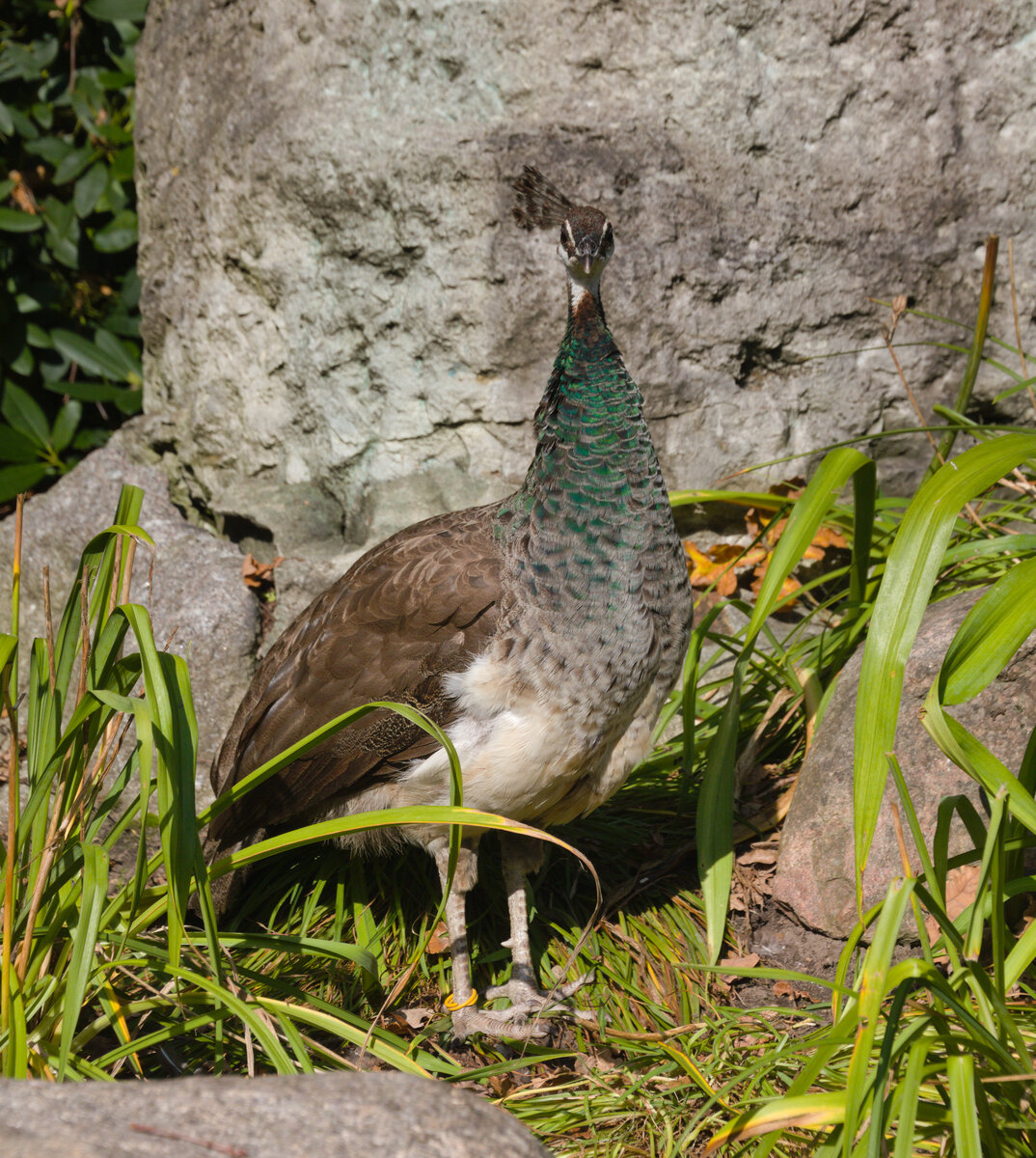 Pfauenweichen am 14.09.2021 im Tierpark hagenbeck in Hamburg. 