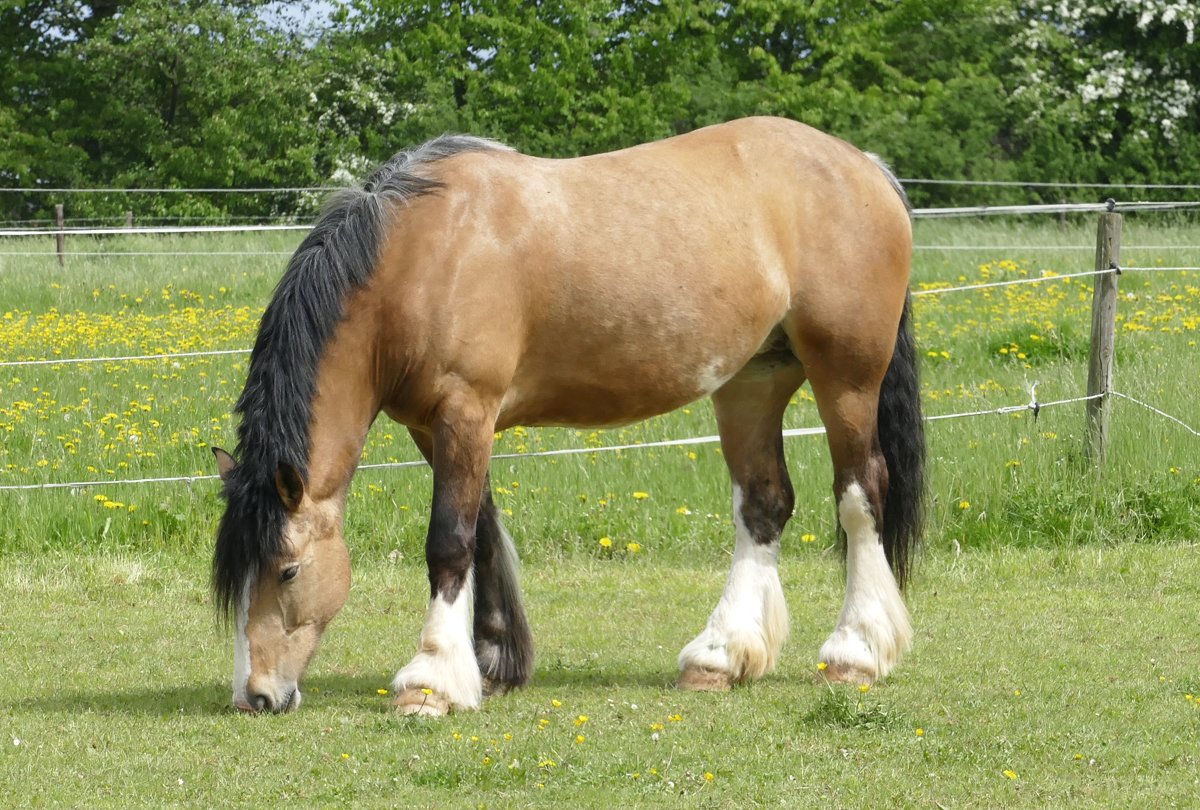 Pferd auf einer Weide bei Eu-Stotzheim - 02.05.2018