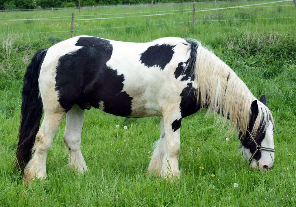 Pferd auf einer Weide bei Euskirchen - 08.05.2015