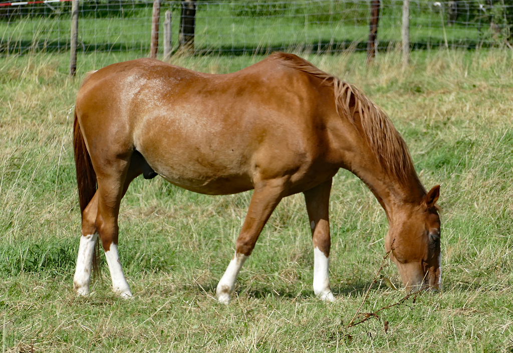 Pferd auf einer Weide bei Euskirchen - 03.08.2017