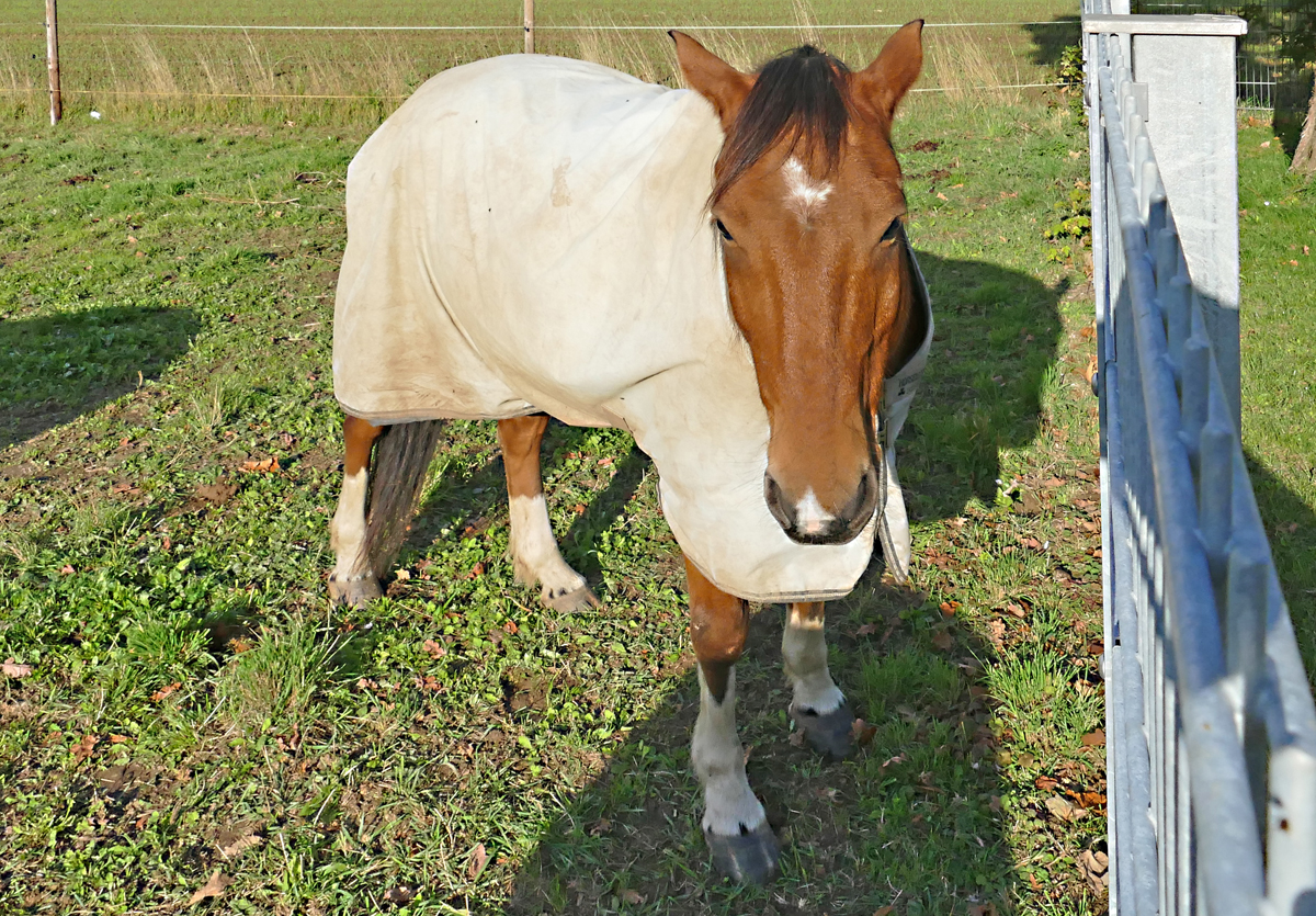 Pferd auf einer Weide bei Euskirchen - 29.10.2019