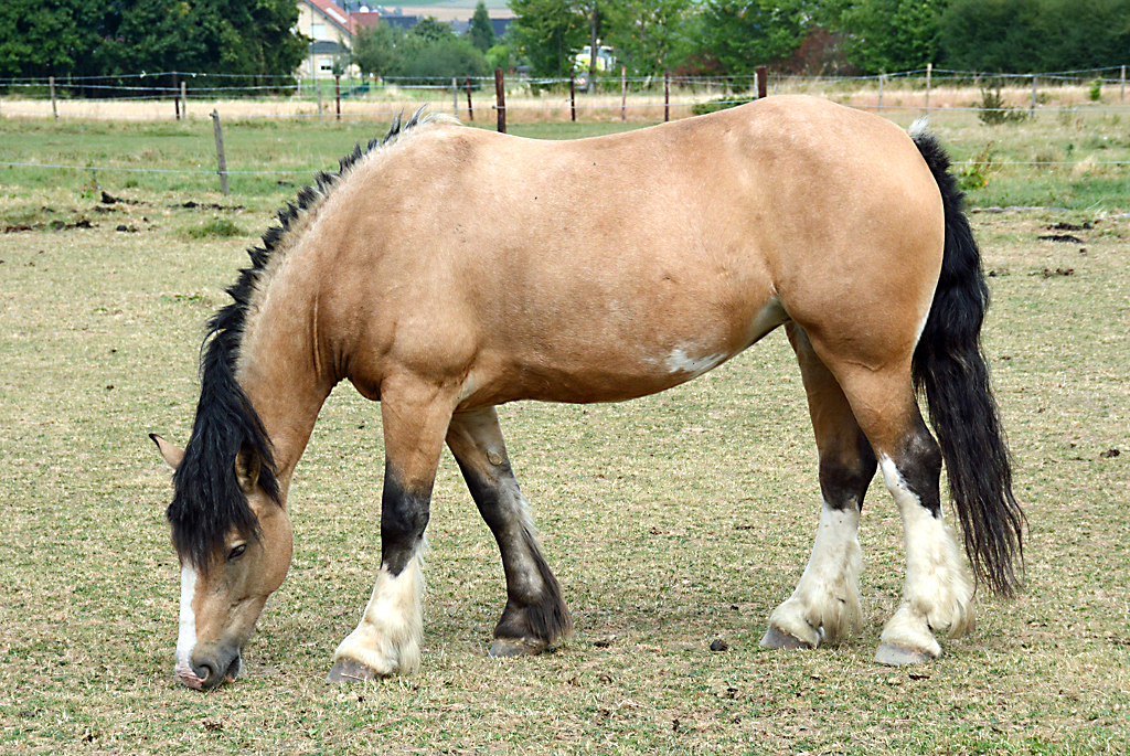 Pferd auf einer Weide in Eu-Stotzheim - 17.09.2016