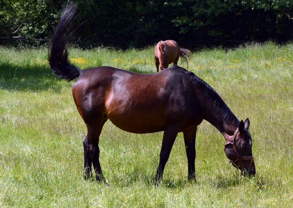 Pferd auf einer Weide in Eu-Wschheim - 17.05.2014