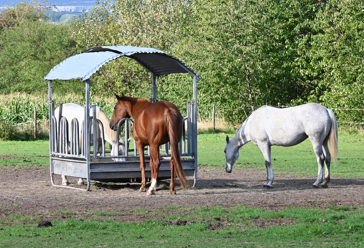 Pferde am Futterplatz auf einer Weide in Eu-Stotzheim - 15.09.2020