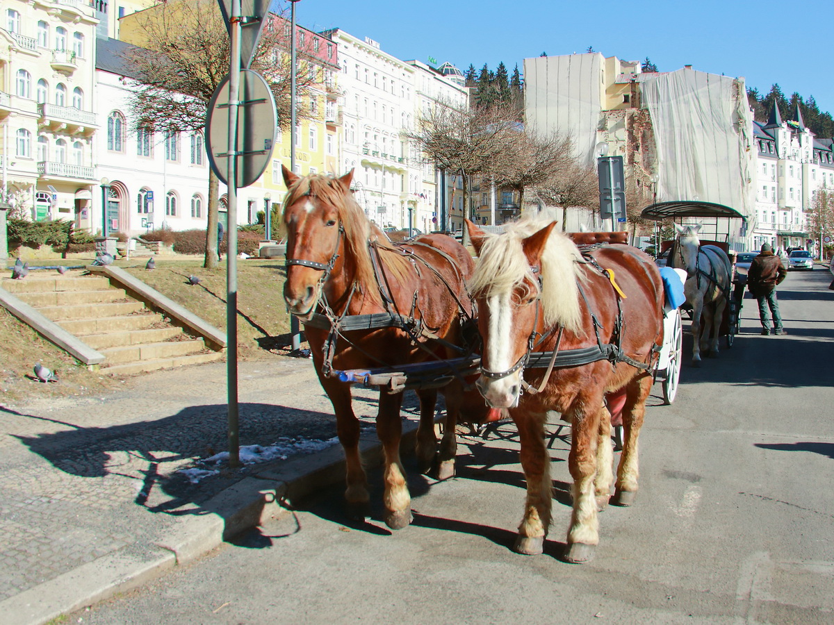 Pferde mit Kutsche in Marienbad  (Tschechin) am 25. Februar 2018 am Kurpark.