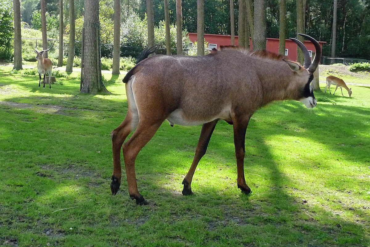 Pferdeantilope im Serengetipark, 9.9.15