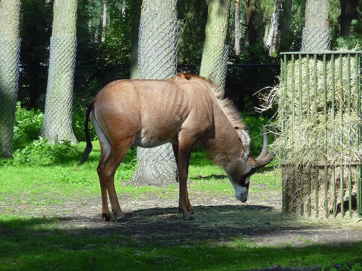 Pferdeantilope im Serengetipark, 9.9.15