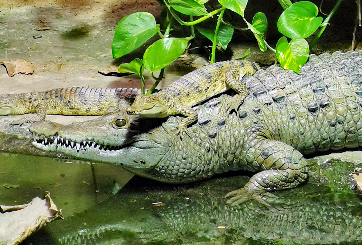 Philippinenkrokodil mit Jungtier auf dem Rcken im Aquarium des Klner Zoos - 14.06.2022