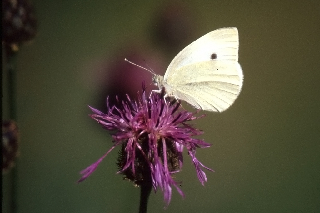 Pieridae, Kleiner Kohlweissling, Pieris rapae, 12.09.1992, Weisweil




