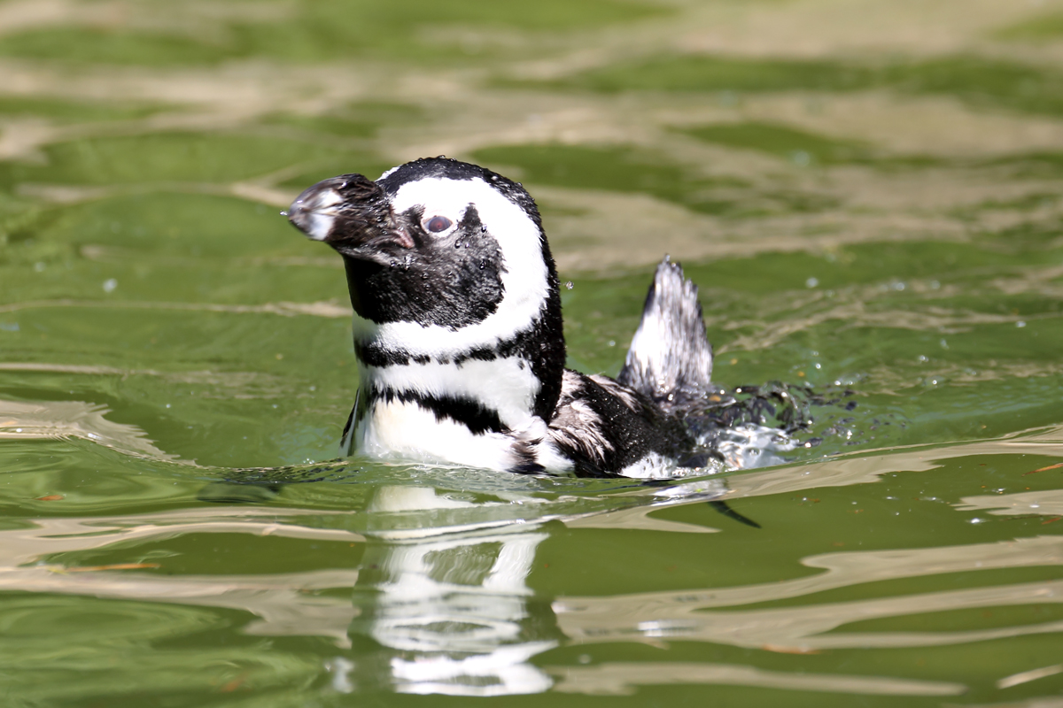 Pinguin im Wuppertaler Zoo 10.7.2016