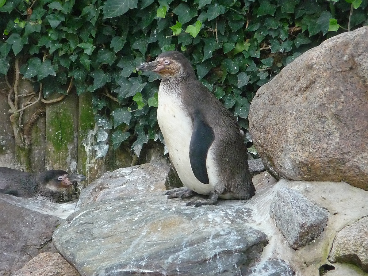 Pinguine im Kurpark Cuxhaven, 10.9.2015