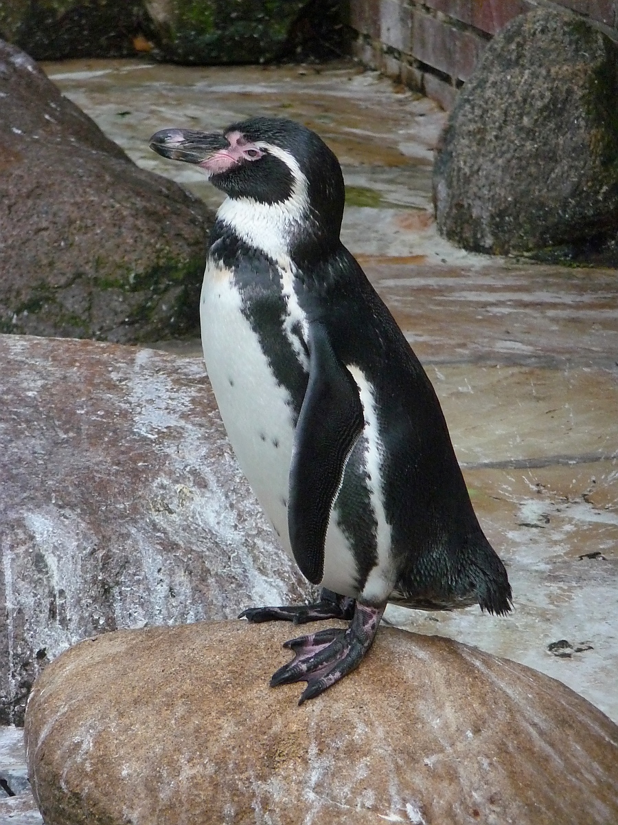 Pinguine im Kurpark Cuxhaven, 10.9.2015 