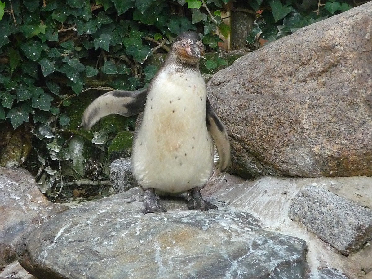 Pinguine im Kurpark Cuxhaven, 10.9.2015 