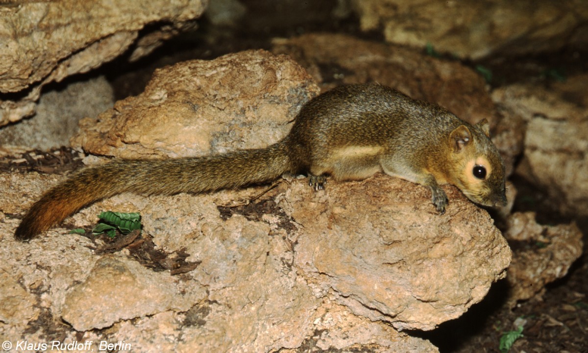 Plantagenhrnchen (Callosciurus notatus) in der Wilhelma Stuttgart (Juni 2000)