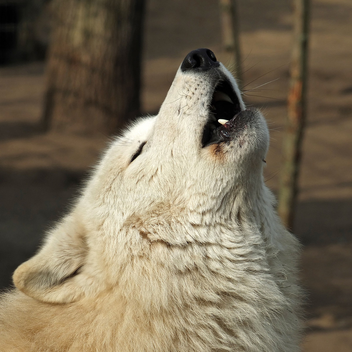 Polarwolf (Kanadischer Wolf)