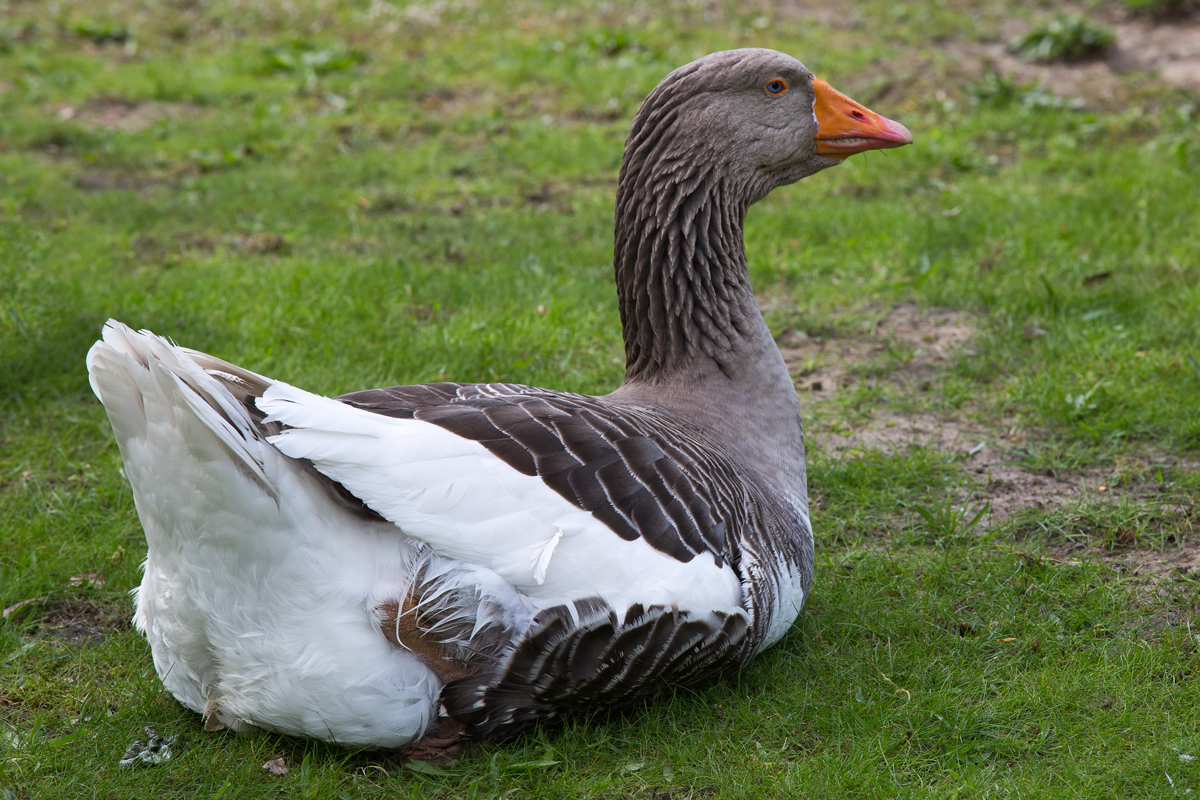 Pommerngans im Tierpark Ueckermnde. - 21.04.2014