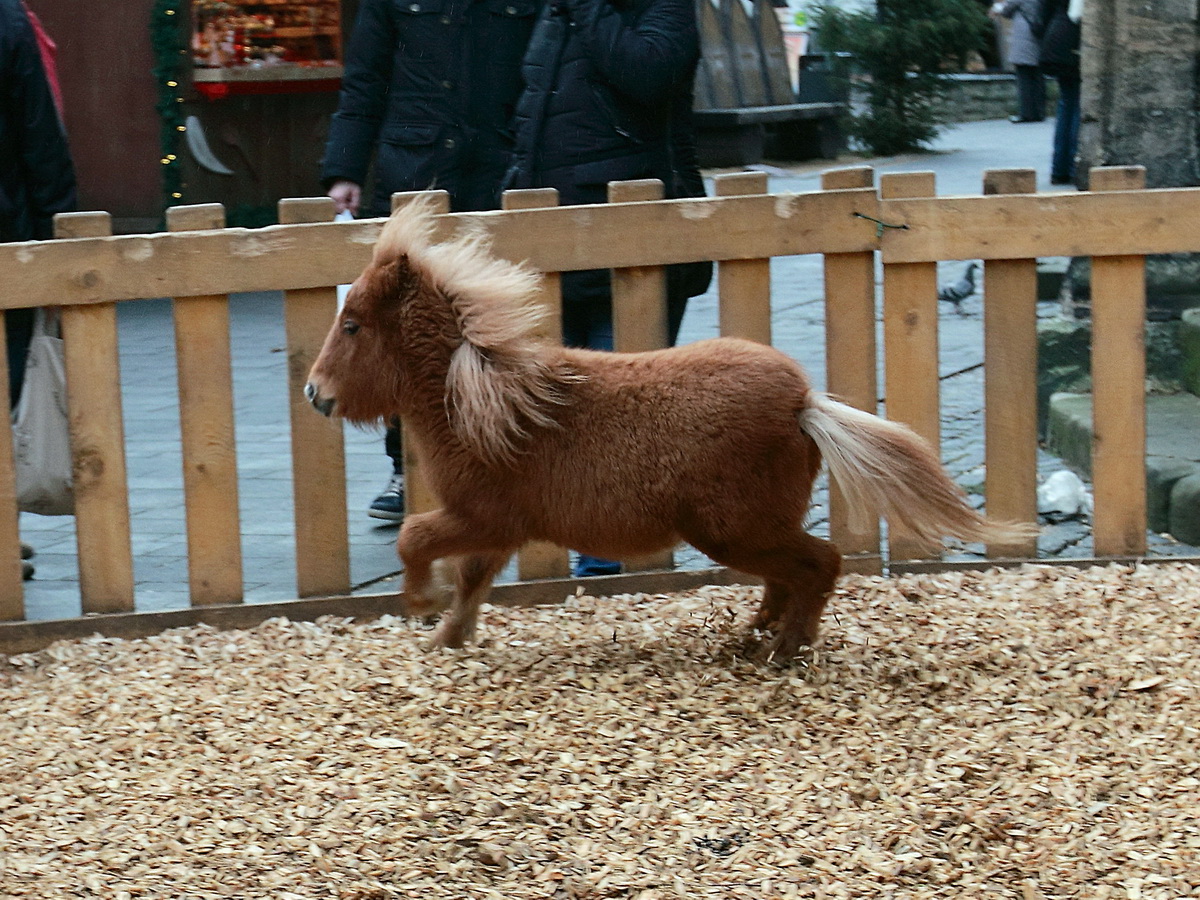 Pony auf dem Weihnachtsmarkt in Goslar am 22. Dezember 2015. 

