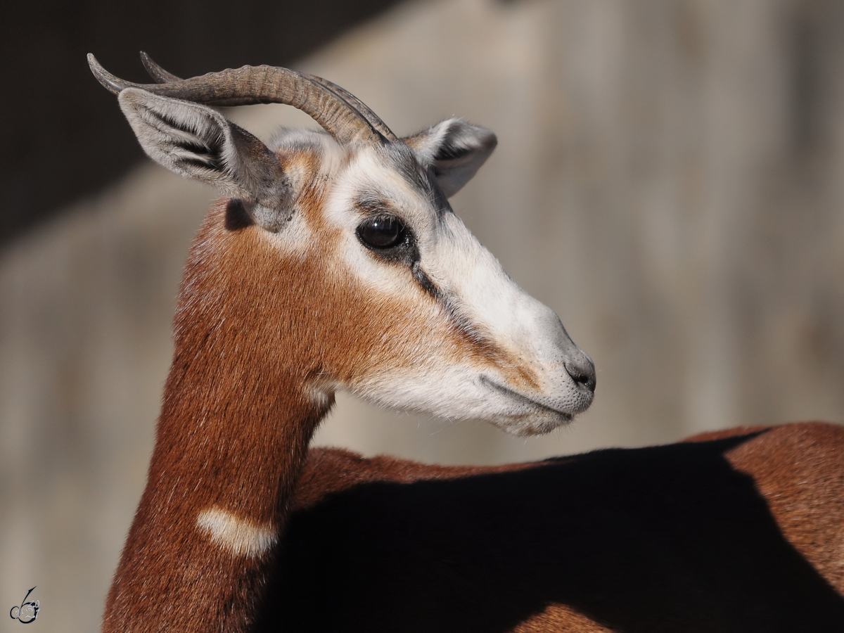 Portrait einer Damagazelle. (Zoo Madrid, Dezember 2010)