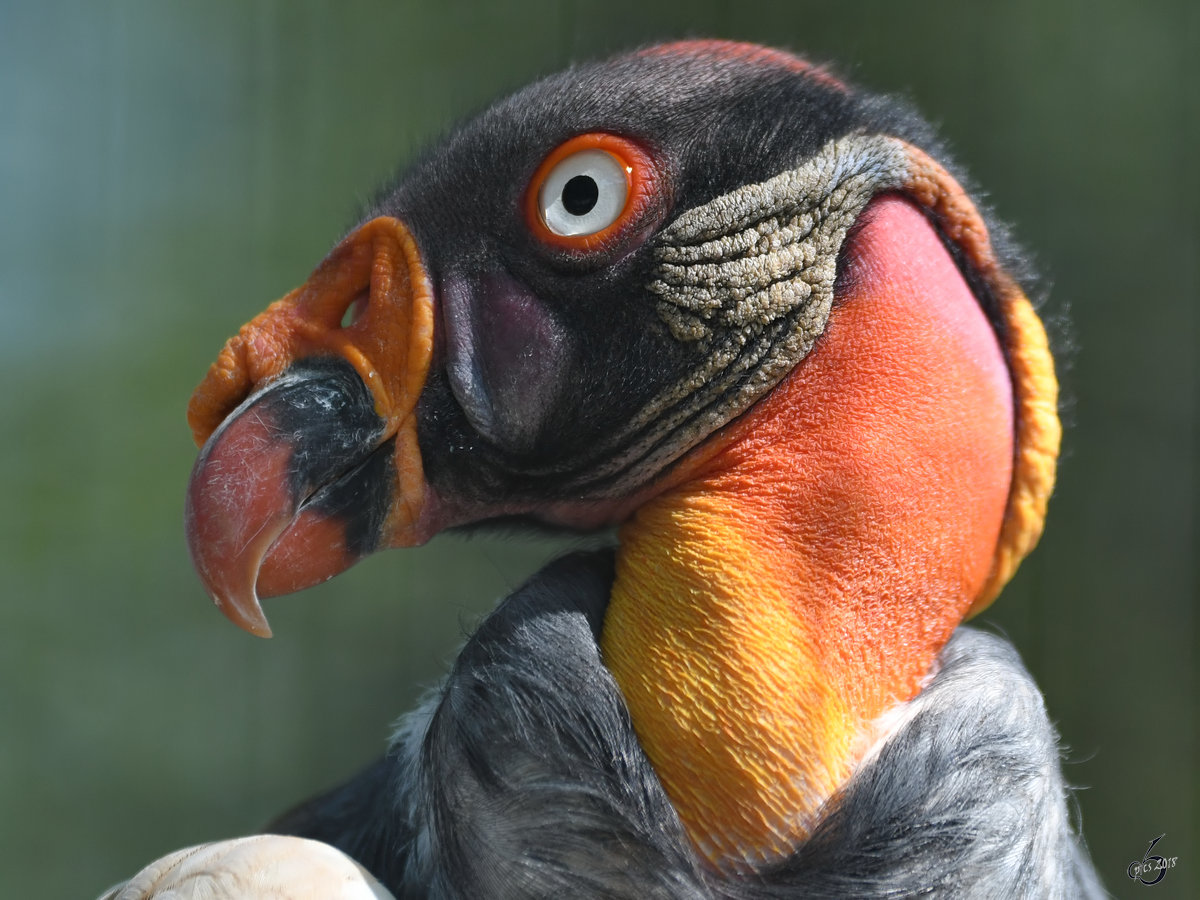 Portrait eines Knigsgeiers. (Zoo Berlin, April 2018)