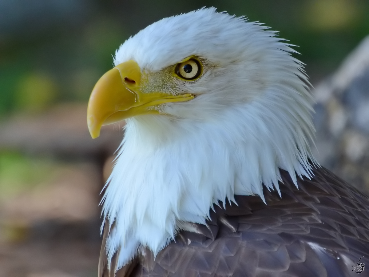 Portrait eines Seeadlers. (Zoo Madrid, Dezember 2010)