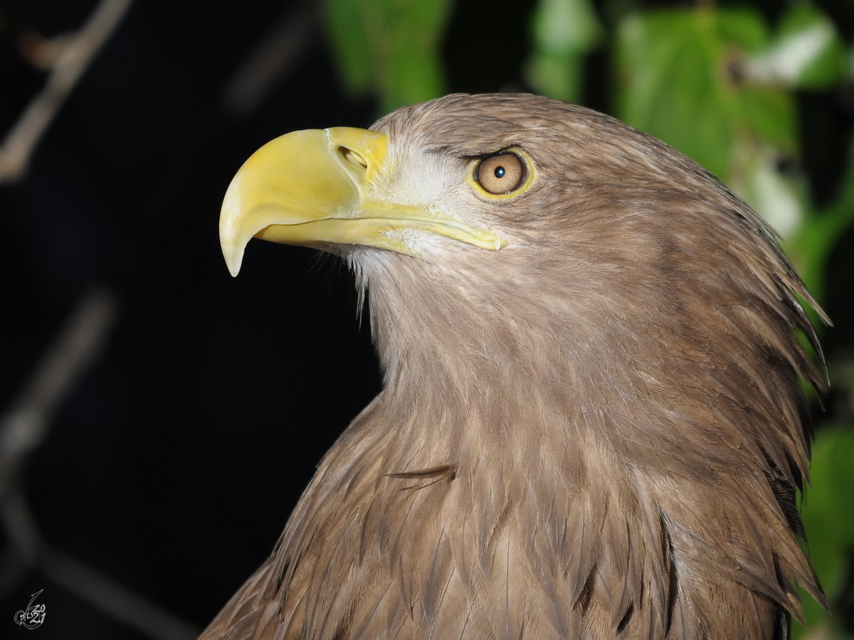 Portrait eines stolzen Adlers. (Zoo Madrid, Dezember 2010)