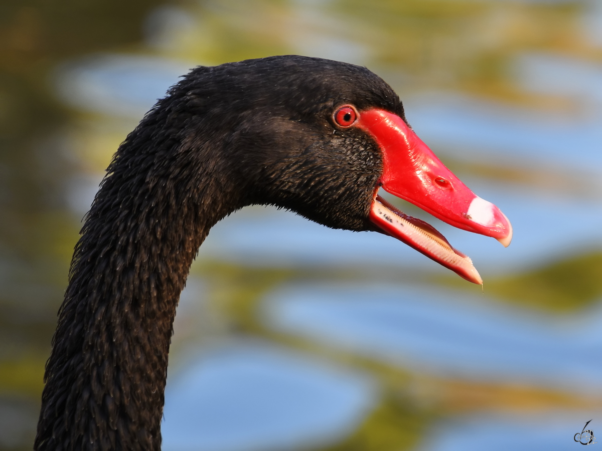 Portrait eines Trauerschwanes, so gesehen Anfang November 2022 im Retiro-Park Madrid.