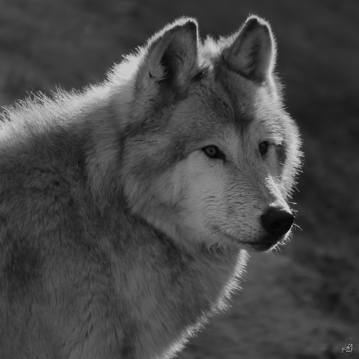 Portrait eines Wolfes. (Zoo Madrid, Dezember 2010)