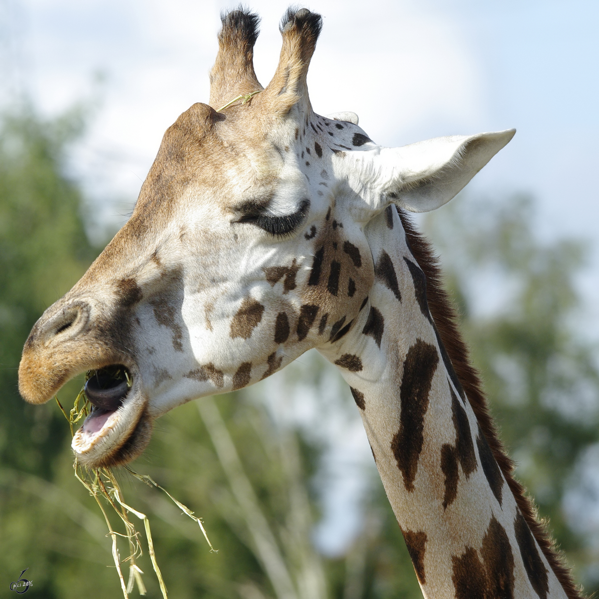 Portrait einer Rothschild-Giraffe. (Zoom Gelsenkirchen, September 2009)