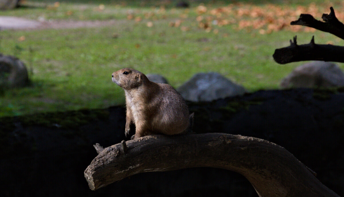 Prriehund auf einem Ast am 14.09.2021 im Tierpark Hagenbeck in Hamburg. 