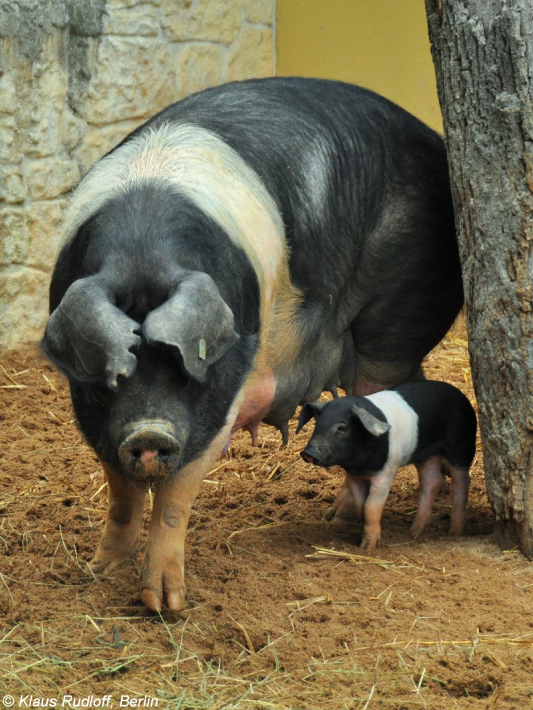 Presticke-Schwein, eine tschechische Zuchtrasse (Sus scrofa f. domestica). Weibchen mit Jungtier im Zoo und Botanischen Garten Pilsen (Plzen, Juni 2015). 