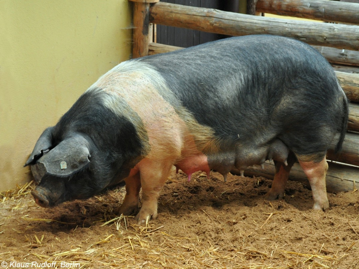 Presticke-Schwein, eine tschechische Zuchtrasse (Sus scrofa f. domestica). Weibchen im Zoo und Botanischen Garten Pilsen (Plzen, Juni 2015). 