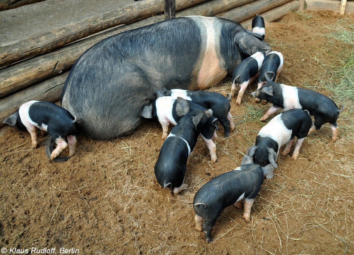 Presticke-Schwein, eine tschechische Zuchtrasse (Sus scrofa f. domestica). Weibchen mit Jungtieren im Zoo und Botanischen Garten Pilsen (Plzen, Juni 2015). 