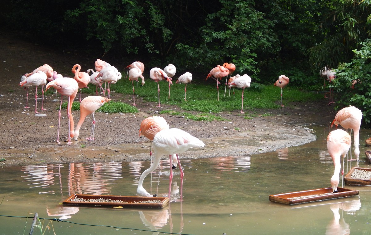  PRETTY FLAMINGO ...Futtern und Putzen- schwer beschftigt waren diese Flamingos
am 29.6.2014 im Zoo WUPPERTAL....