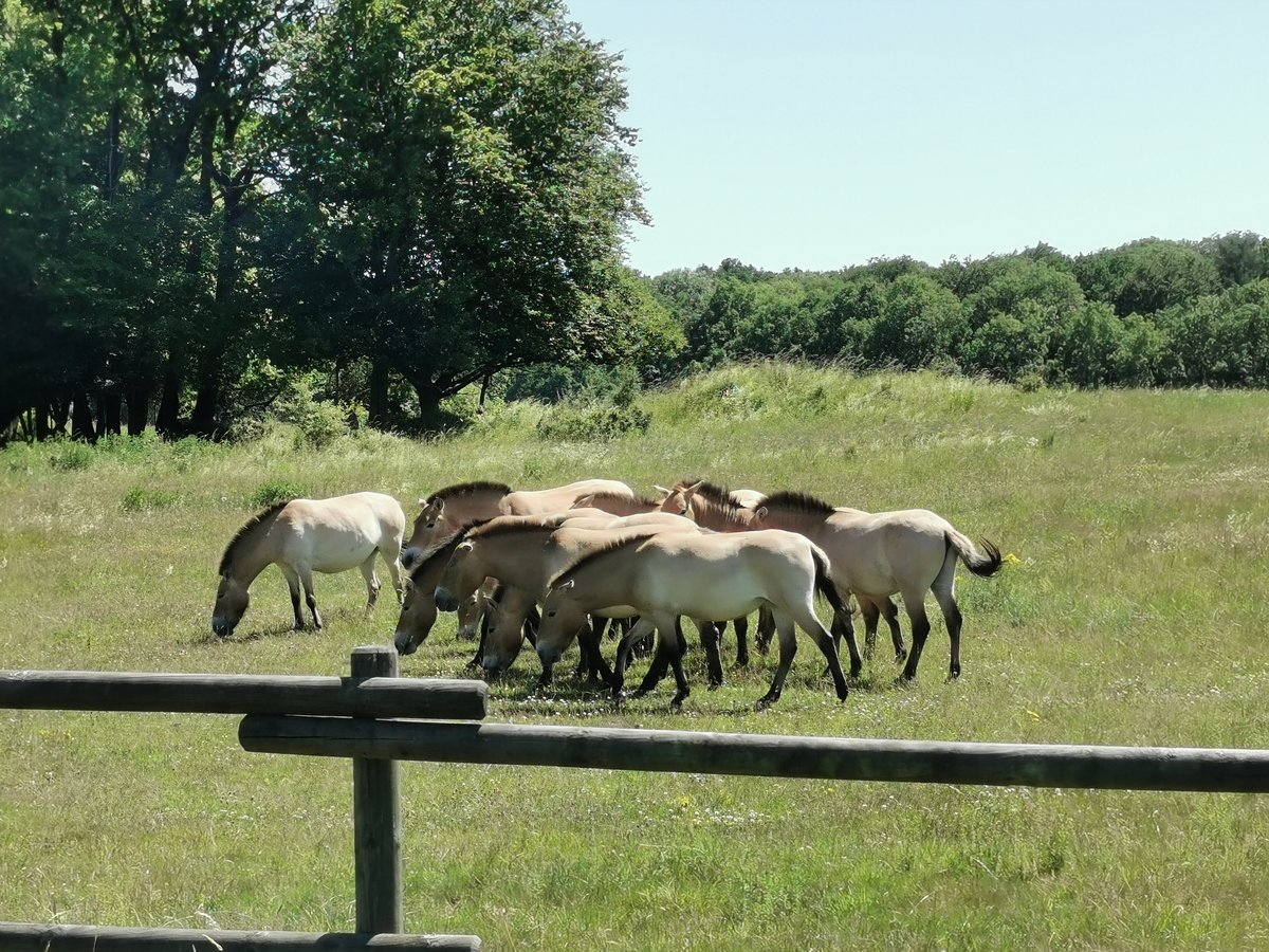 Przewalski-Pferde grasen im Auswilderungsprojekt auf der Hohen Warte bei Fernwald Annerod. Foto vom 24.06.2020.