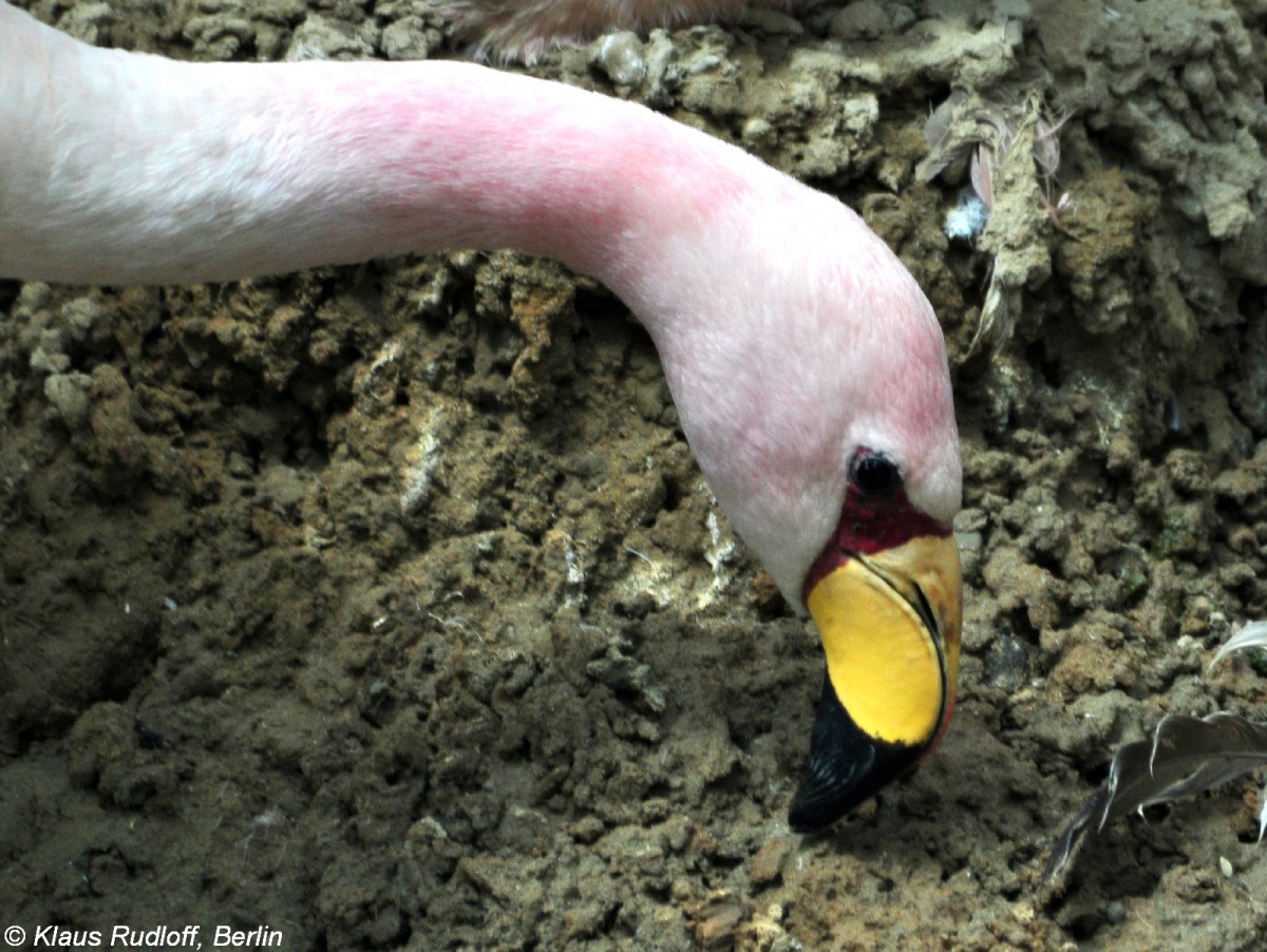 Punaflamingo, James-Flamingo oder Bananenschnabelflamingo (Phoenicoparrus jamesi) im Zoo Berlin (Juli 2015)