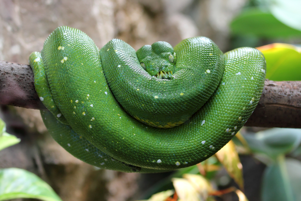 Pythonschlange im Wuppertaler Zoo 10.7.2016