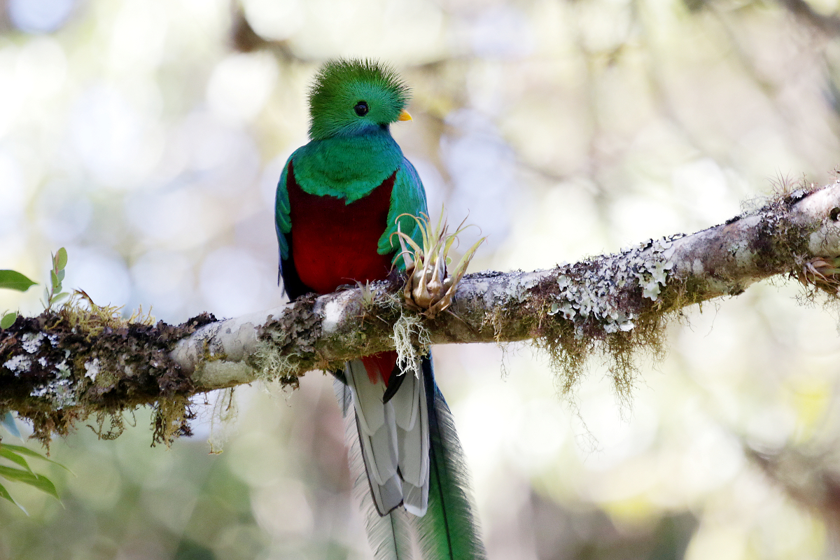 Quetzal-Mnnchen aus der Ordnung der Trogone, der extrem seltene Nationalvogel Costa Ricas. Aufgenommen am 23.02.2014 im Hochland von Costa-Rica.