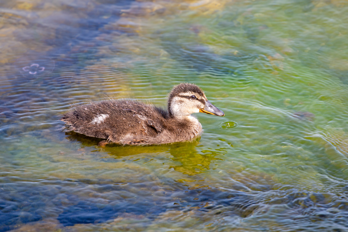 Quirliges Stockentenkken schwimmt mittlerweile ohne Geschwister. 13.07.2022