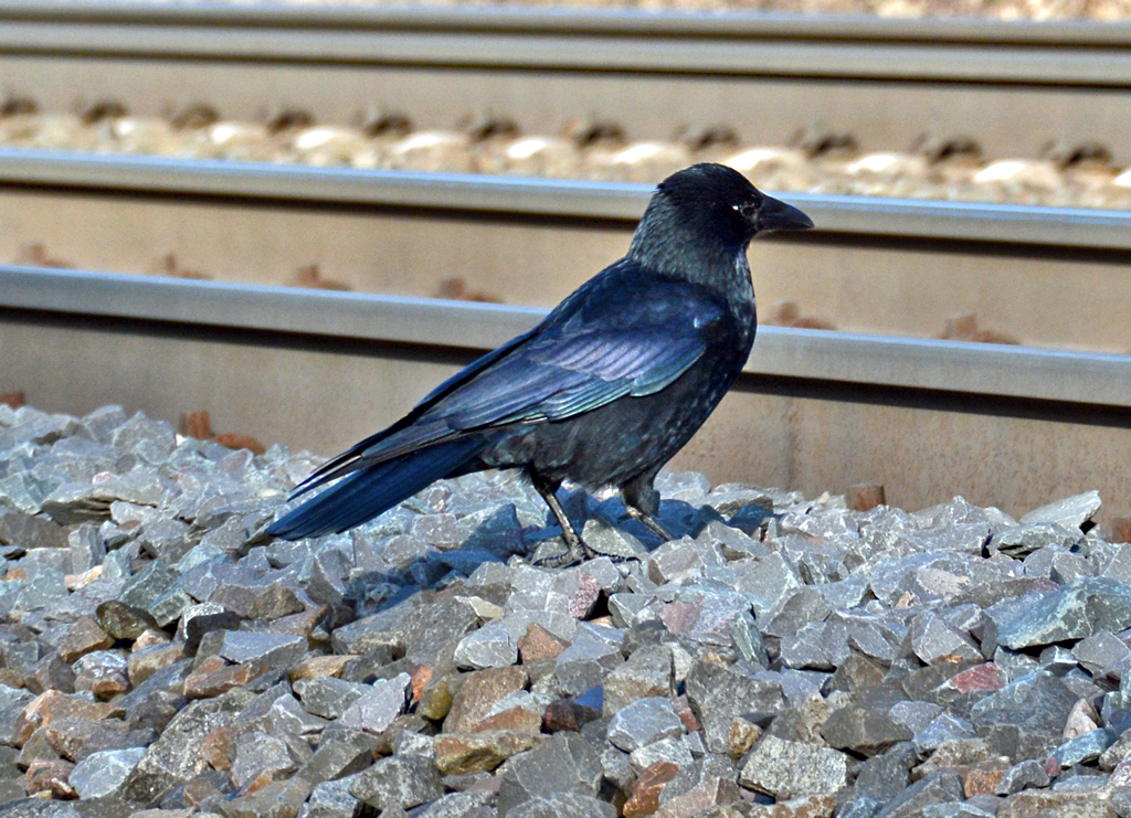 Rabe am Banndamm in Bonn-Friesdorf - 18.01.2016