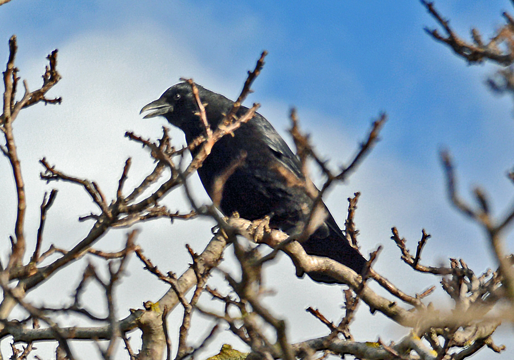 Rabe am Rheinufer in Wesseling - 28.11.2015