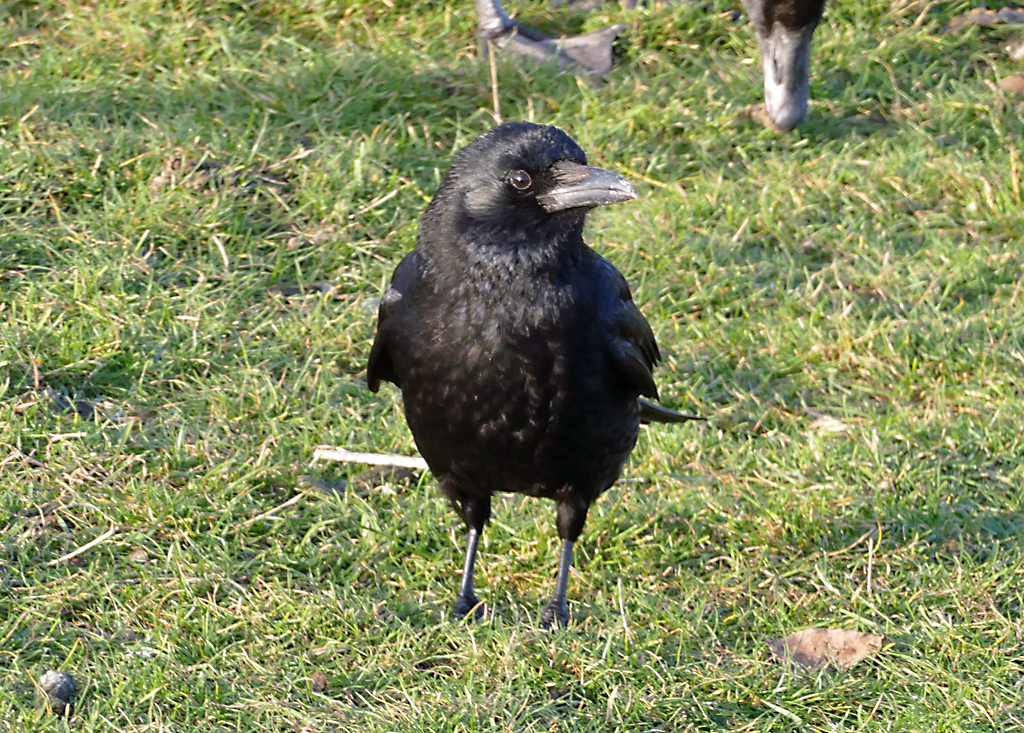 Rabe auf einer Wiese bei Bonn - 21.12.2016