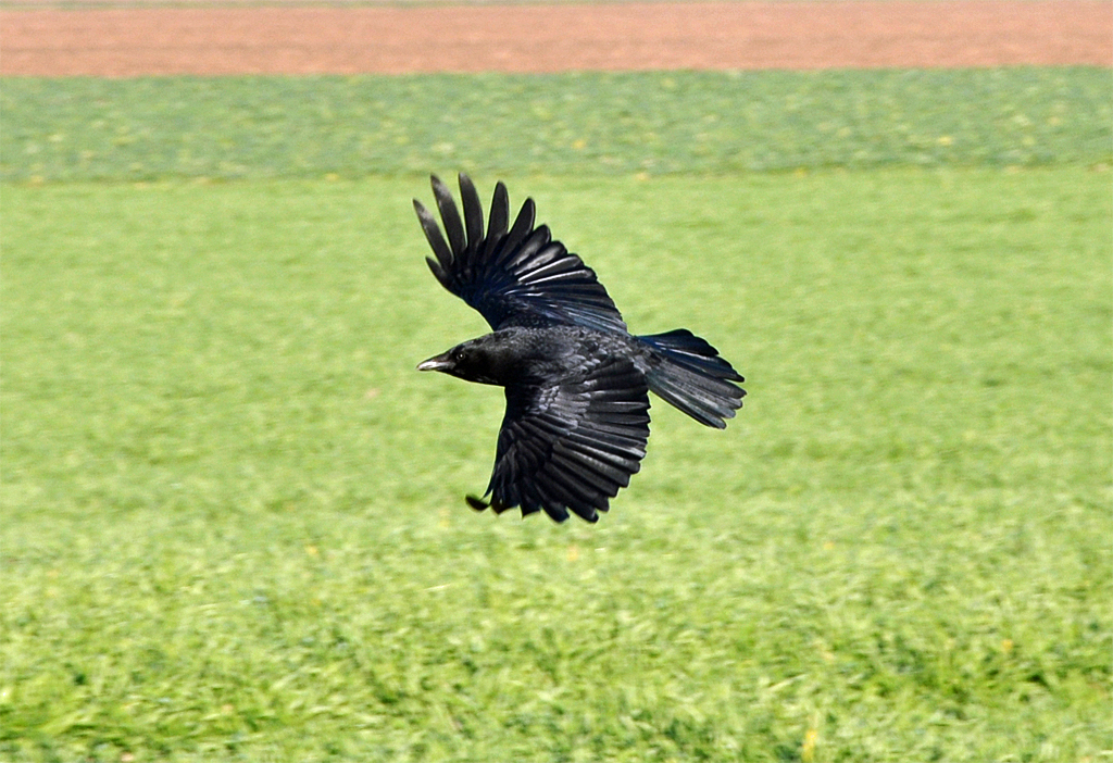 Rabe kurz nach dem Start von einer Wiese bei Rheinbach - 10.12.2013