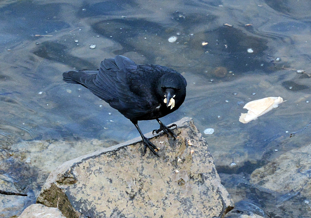 Rabe mit Beute am Rheinufer in Remagen - 28.03.2014