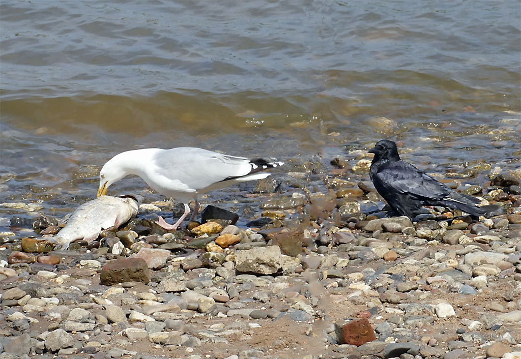 Rabe wartet in aller Ruhe bis die Silbermwe mit ihrer Fischmahlzeit fertig ist - Bn-Graurheindorf 06.05.2017